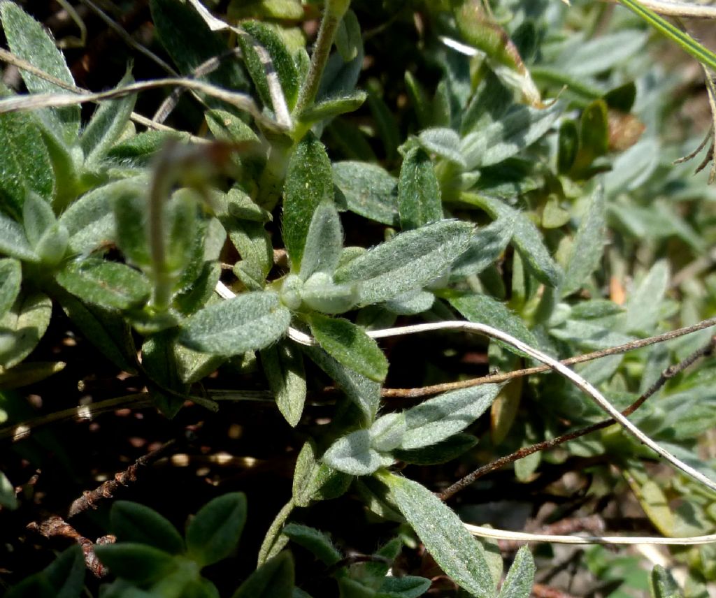 Helianthemum oelandicum subsp. incanum / Eliantemo rupino